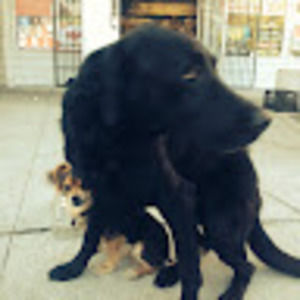 Meet your Posher, Jessie